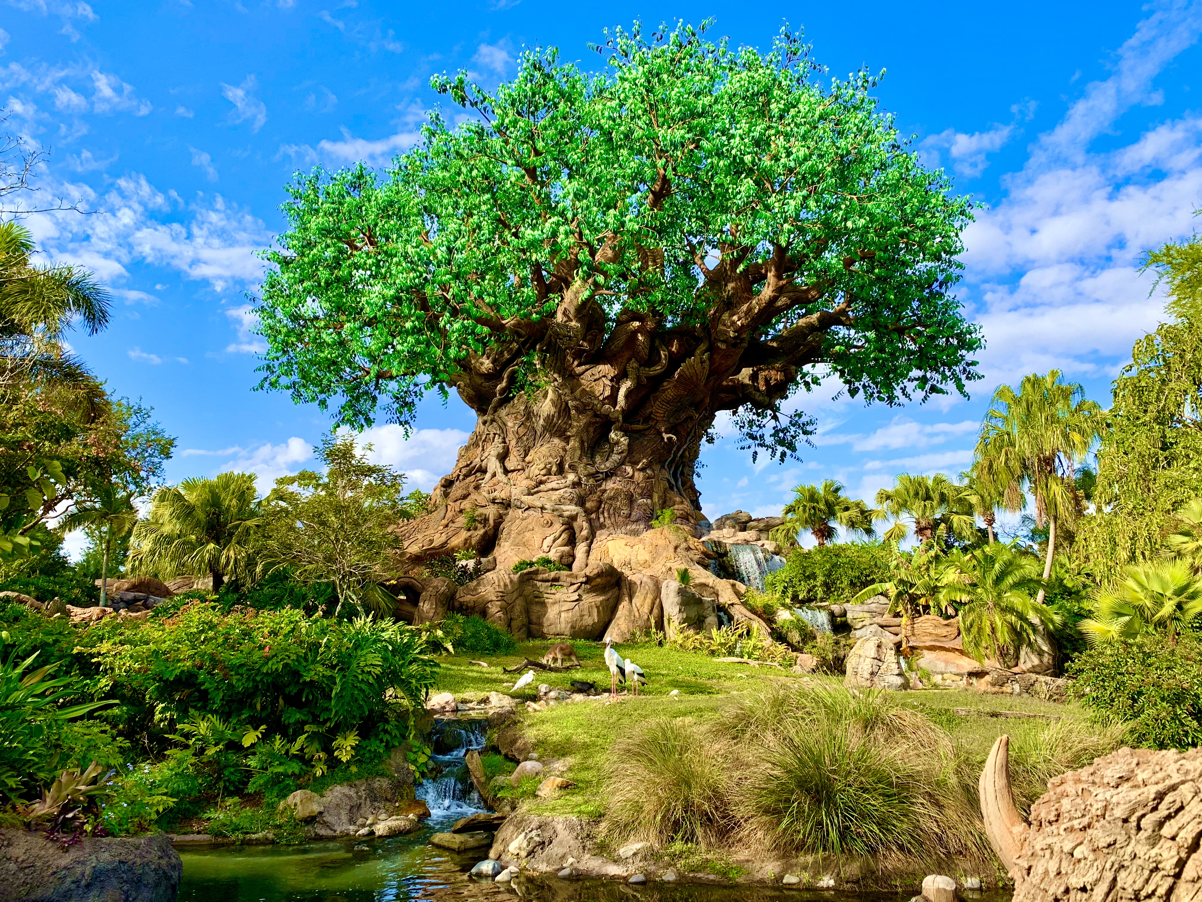 Tree of Life