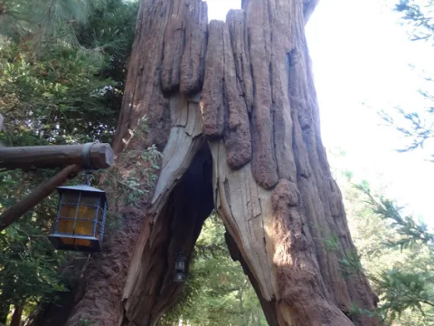 Foto 2 van Redwood Creek Challenge Trail
