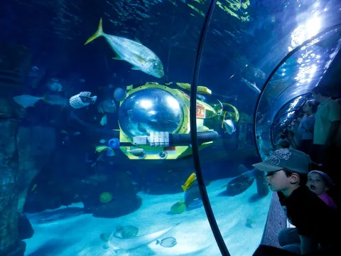 Foto 2 av Atlantis by SEA LIFE™