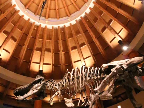 Foto 2 av Jurassic Park Discovery Center™