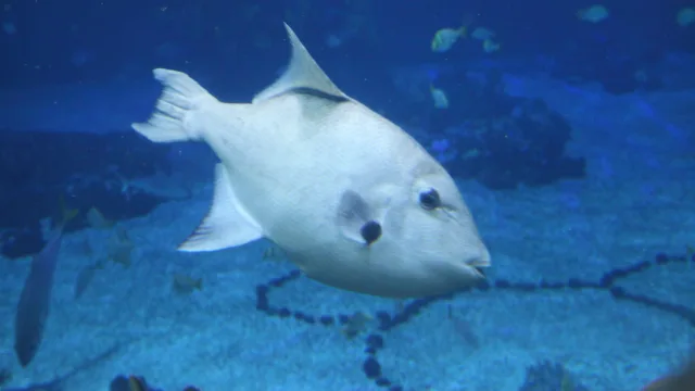 SeaBase Aquarium