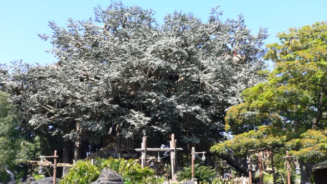 Swiss Family Treehouse