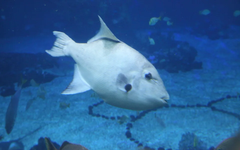 Photo 1 of SeaBase Aquarium